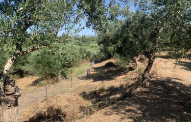Ελαιοπεριβολο