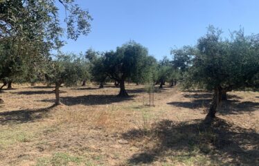 Ελαιοπεριβολο