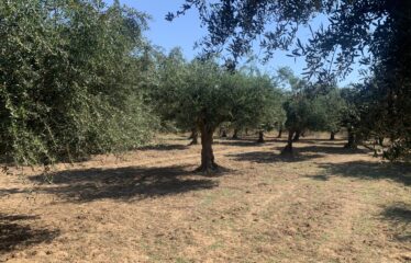 Ελαιοπεριβολο
