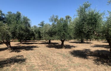 Ελαιοπεριβολο