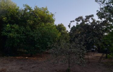 Μονοκατοικία Καρποφόρα