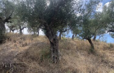 Ελαιοπερίβολο Νεοχώρι