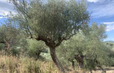 Ελαιοπερίβολο Νεοχώρι