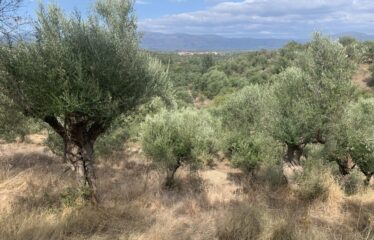 Ελαιοπερίβολο Νεοχώρι