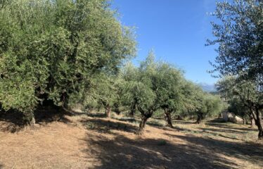 Ελαιοπερίβολο Ελληνοεκκλησιά