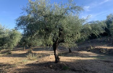 Ελαιοπερίβολο Ελληνοεκκλησιά