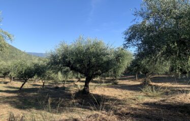 Ελαιοπερίβολο Ελληνοεκκλησιά