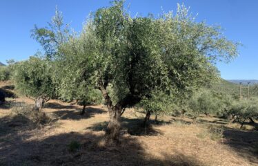 Ελαιοπερίβολο Ελληνοεκκλησιά