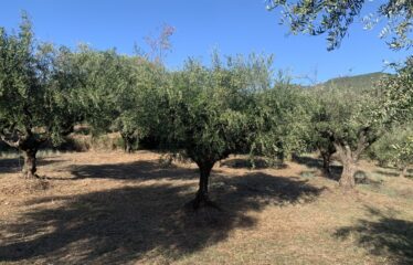 Ελαιοπερίβολο Ελληνοεκκλησιά