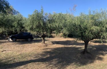 Ελαιοπερίβολο Ελληνοεκκλησιά
