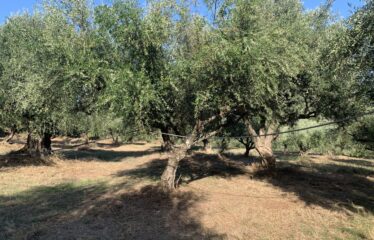 Ελαιοπερίβολο Ελληνοεκκλησιά