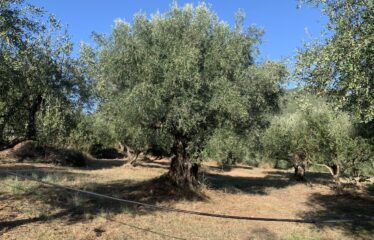 Ελαιοπερίβολο Ελληνοεκκλησιά