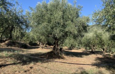 Ελαιοπερίβολο Ελληνοεκκλησιά