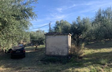 Ελαιοπερίβολο Ελληνοεκκλησιά