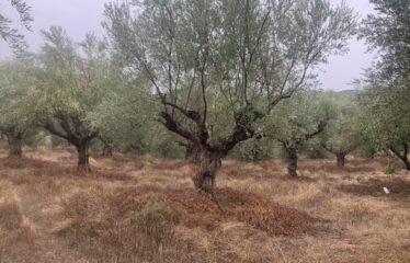 Ελαιοπεριβολο Λαμπαινα