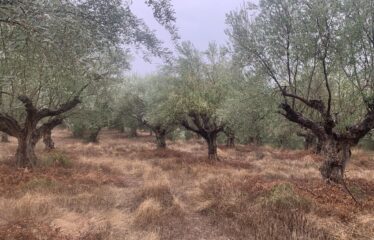 Ελαιοπεριβολο Λαμπαινα