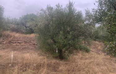 Ελαιοπεριβολο Λαμπαινα