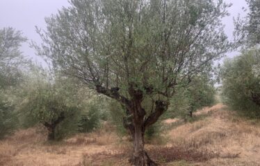 Ελαιοπεριβολο Λαμπαινα