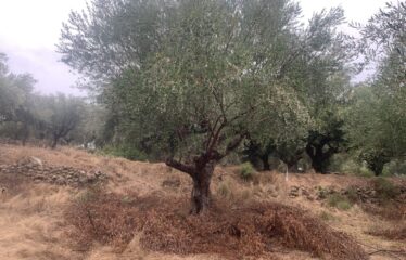 Ελαιοπεριβολο Λαμπαινα