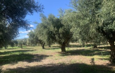 Ελαιοπεριβολο οικόπεδο Αλώνια
