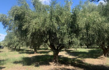 Ελαιοπεριβολο οικόπεδο Αλώνια