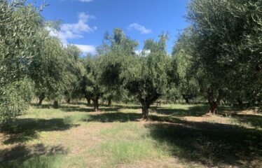 Ελαιοπεριβολο οικόπεδο Αλώνια