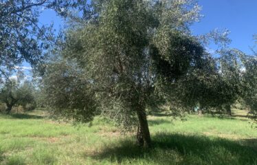 Ελαιοπεριβολο οικόπεδο Αλώνια